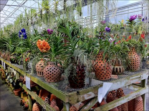 orchid pots near me